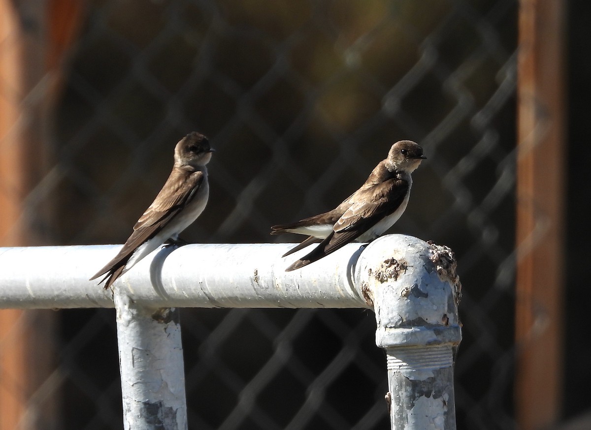 Northern Rough-winged Swallow - ML645245250