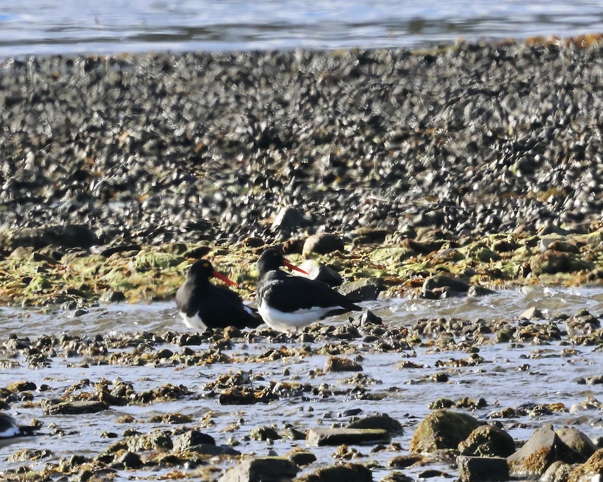 Magellanic Oystercatcher - ML645245252