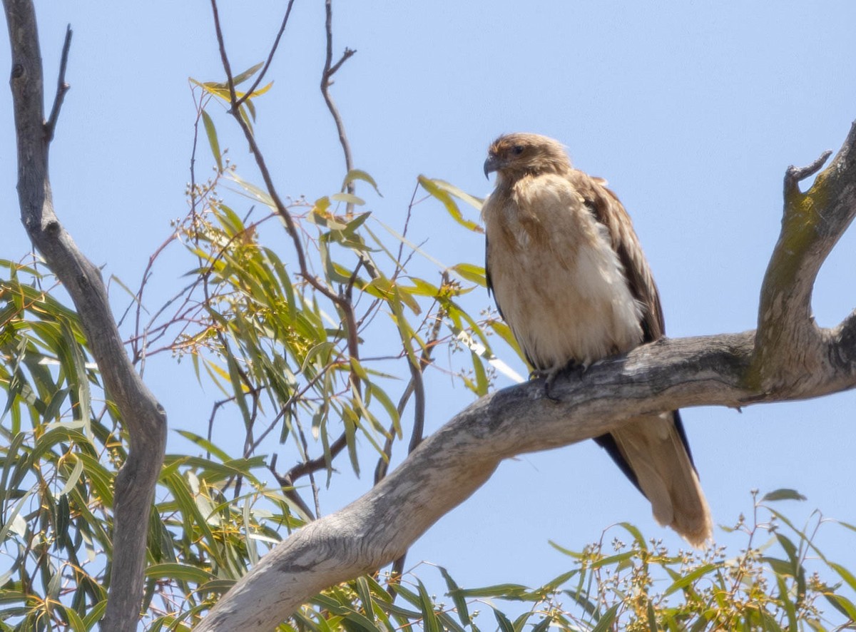 Whistling Kite - ML645245253