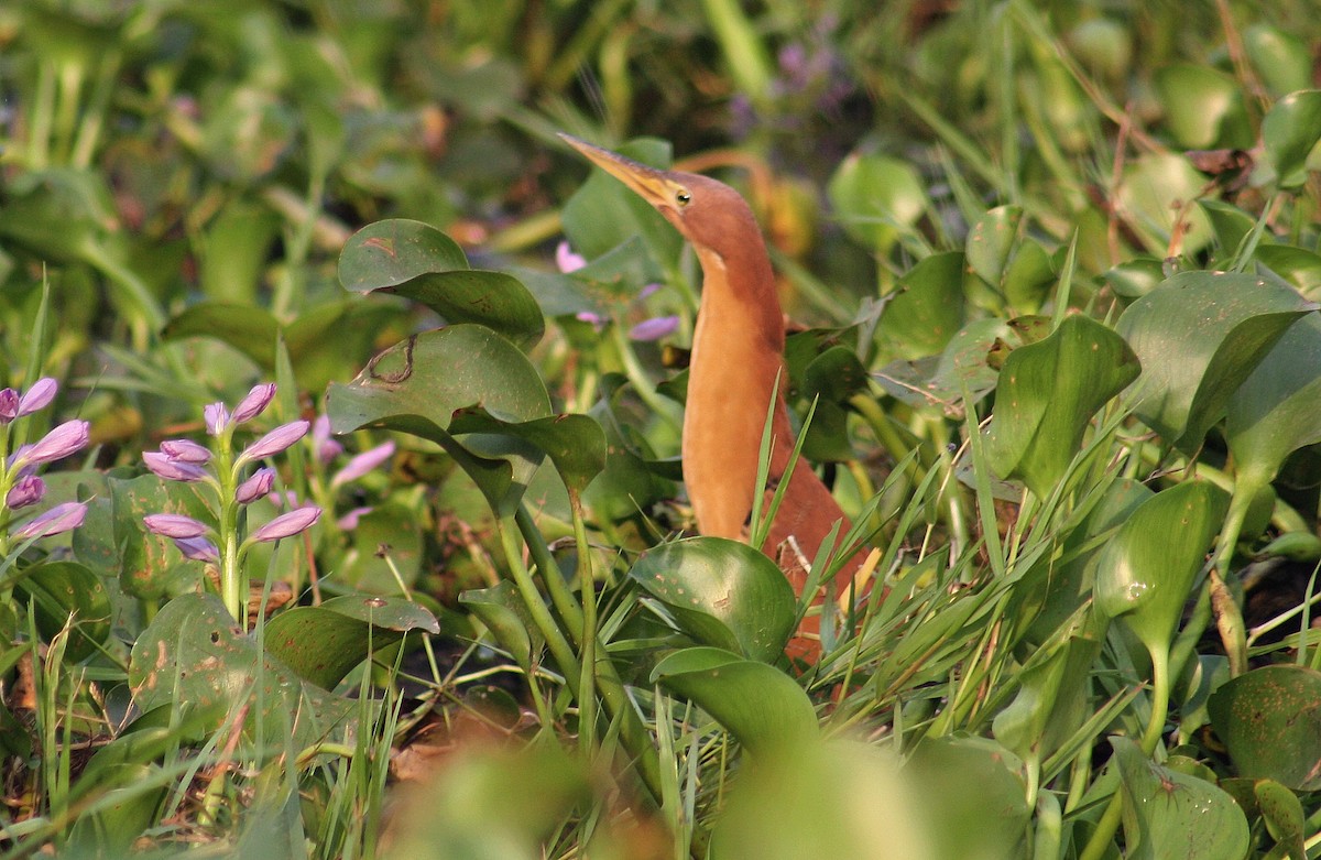栗小鷺 - ML645245254