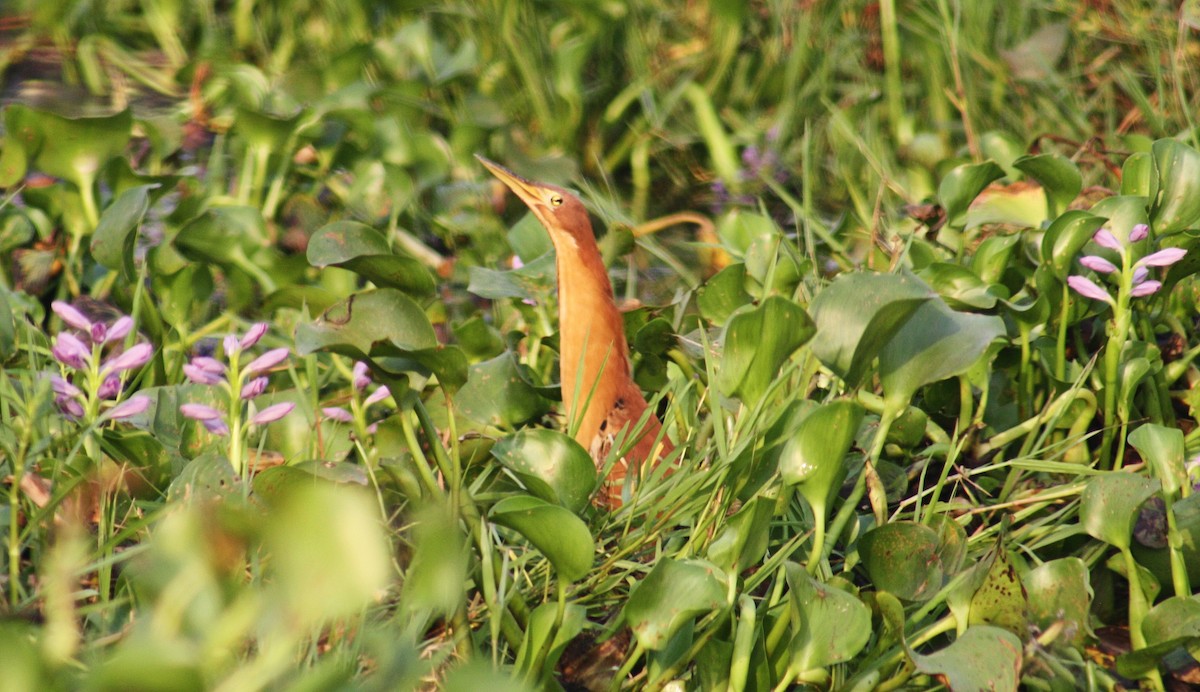 栗小鷺 - ML645245255