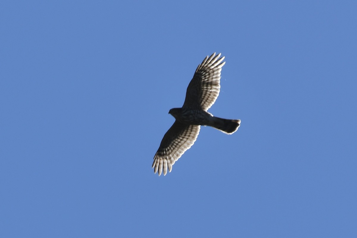 Sharp-shinned Hawk - ML645245256