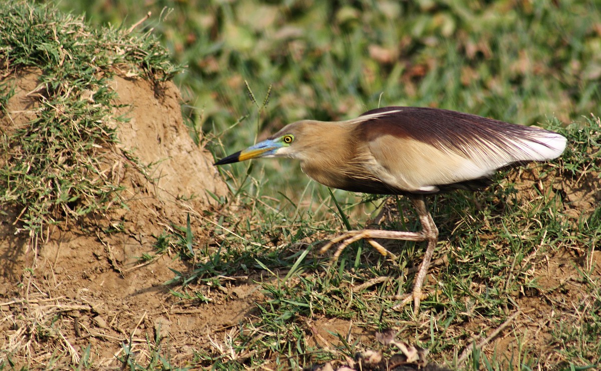 印度池鷺 - ML645245257