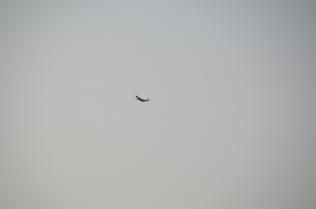 Belted Kingfisher - ML645245258