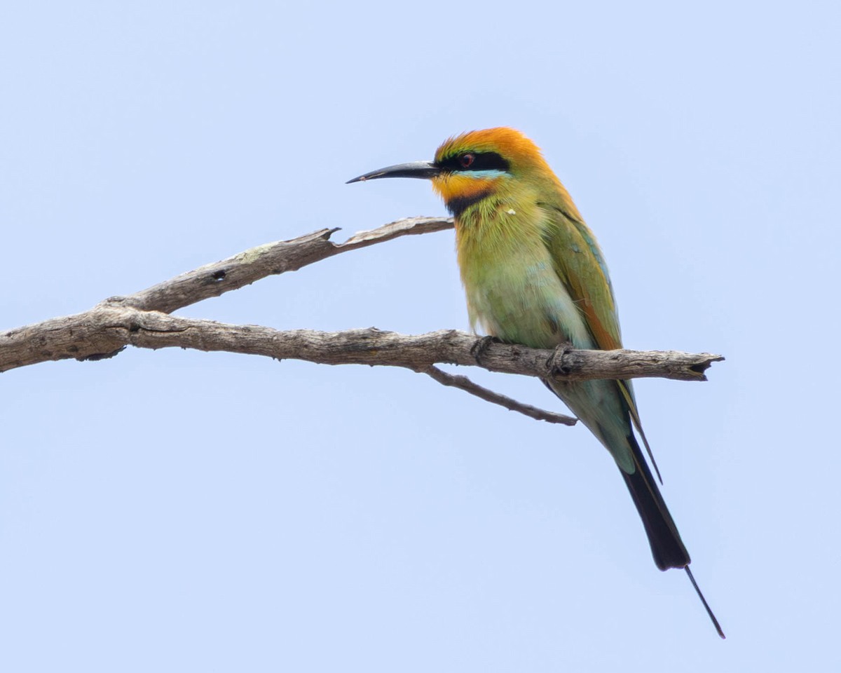 彩虹蜂虎 - ML645245259