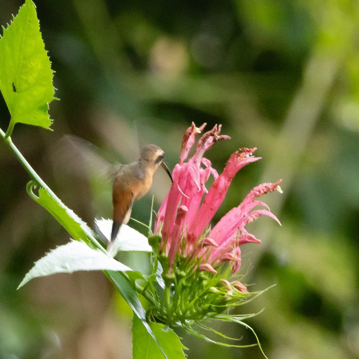 Gri Gıdılı Hermit - ML645245268