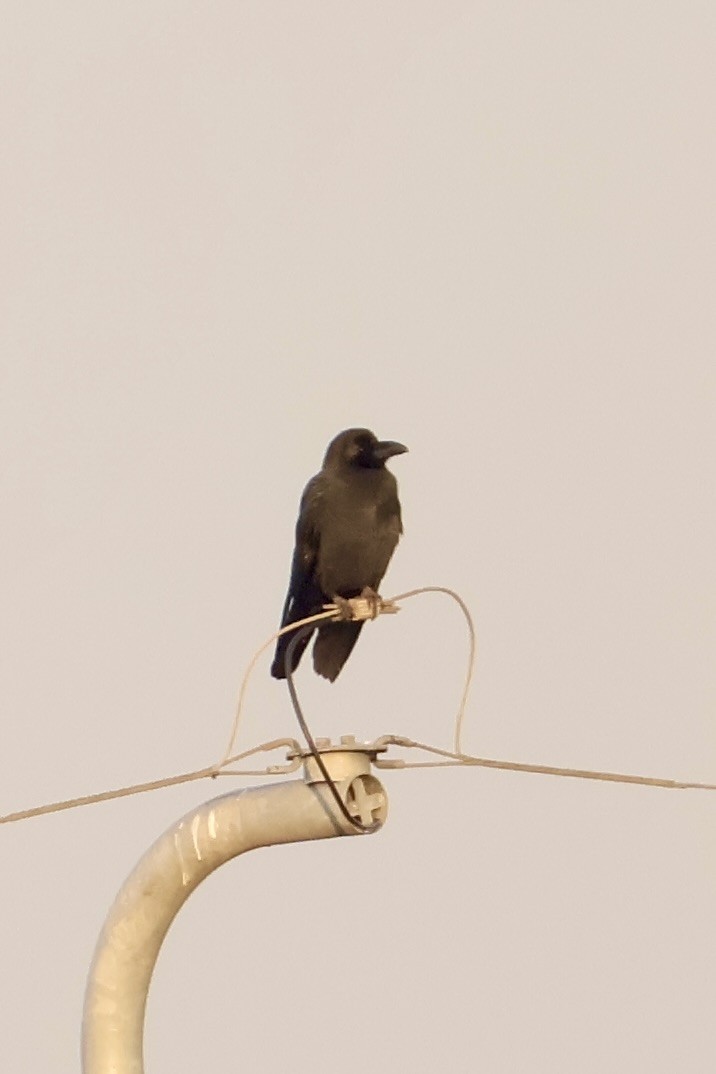 Large-billed Crow - ML645245278