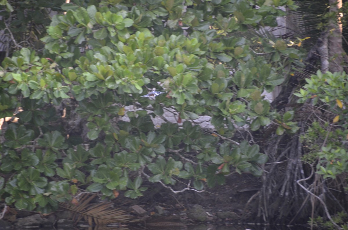 Belted Kingfisher - ML645245281