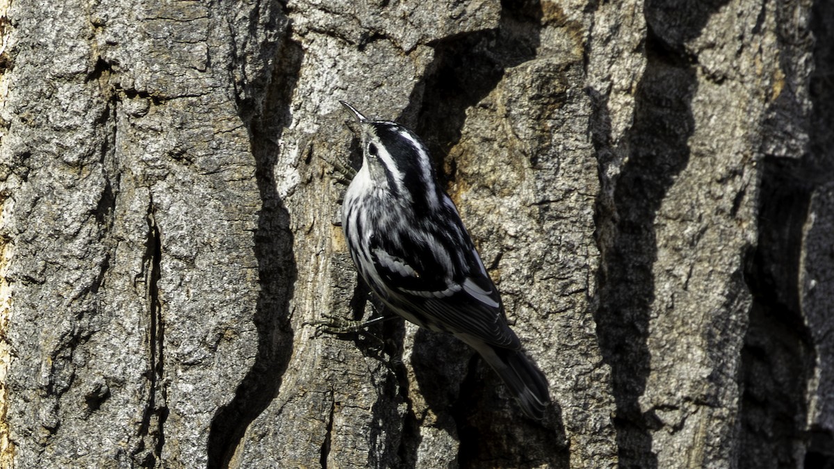 Black-and-white Warbler - ML645245287