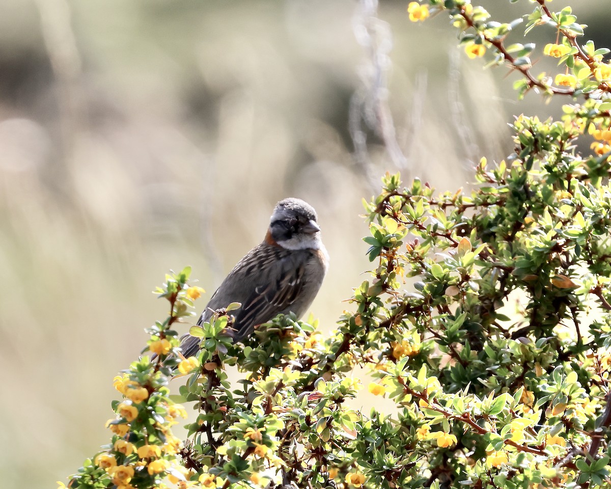 Morgenammer - ML645245302