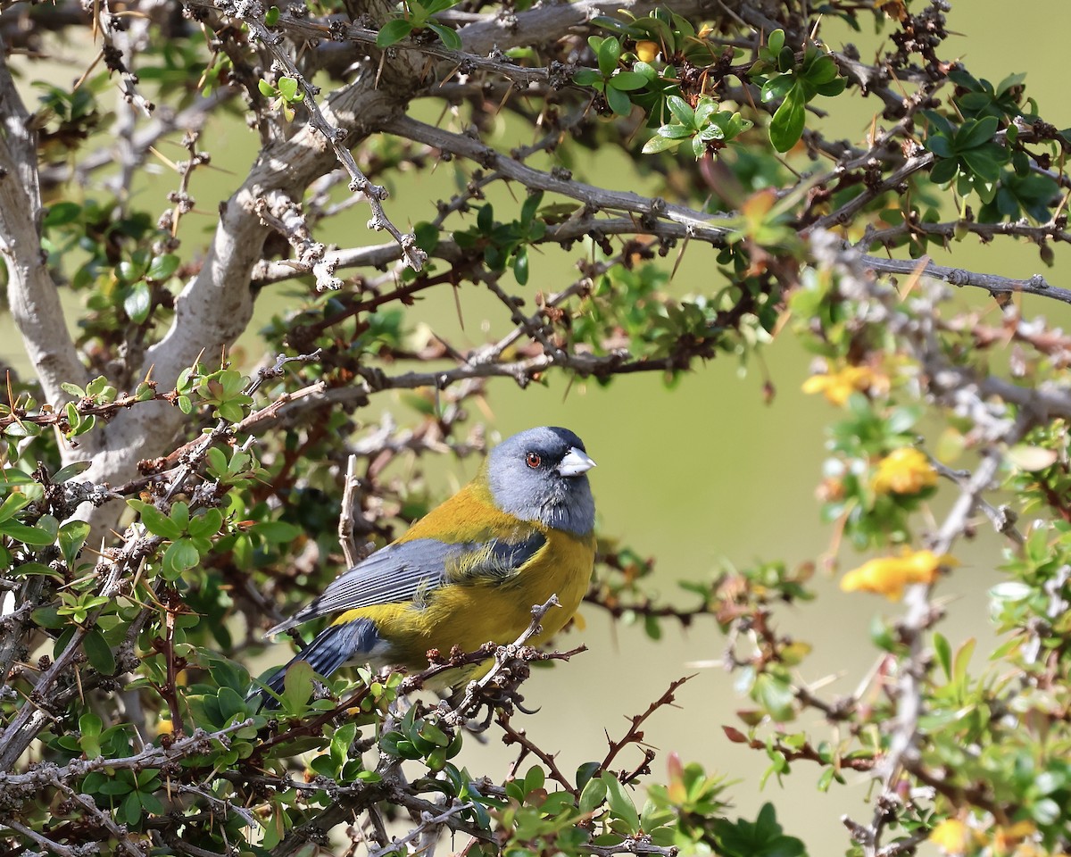 Patagonian Sierra Finch - ML645245318