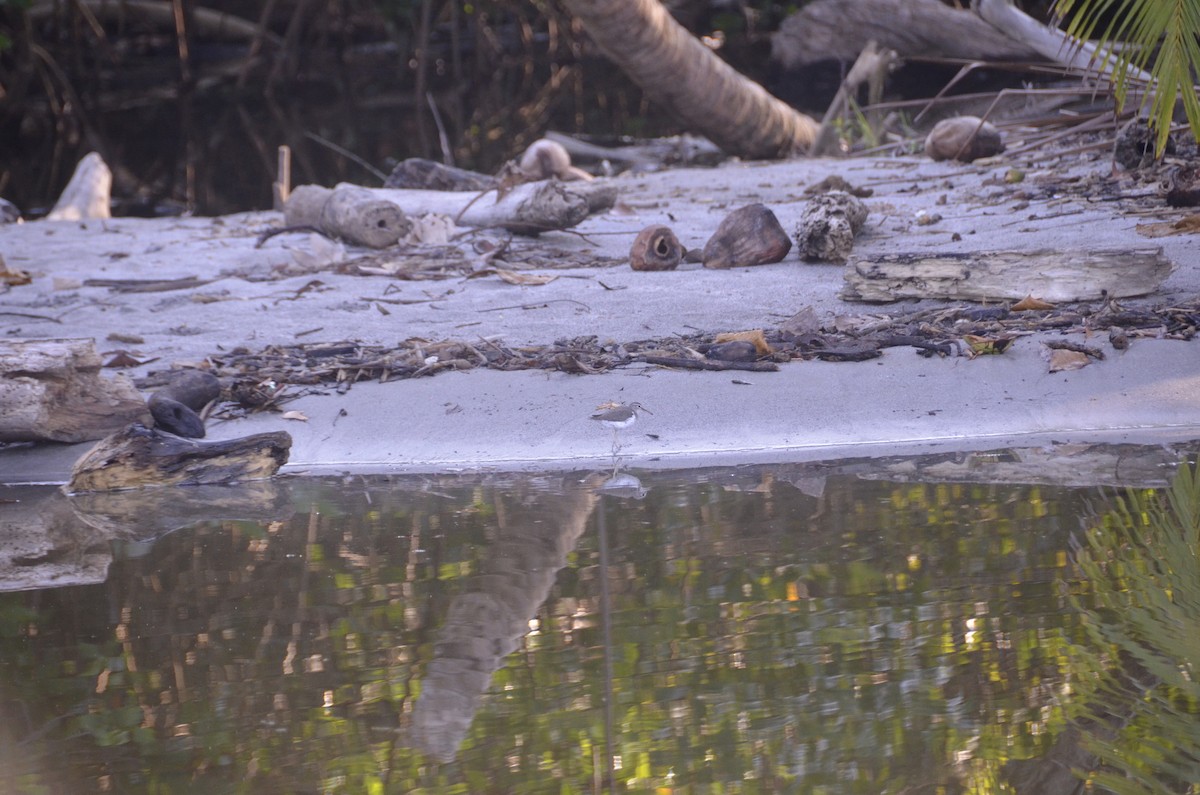 Spotted Sandpiper - ML645245320