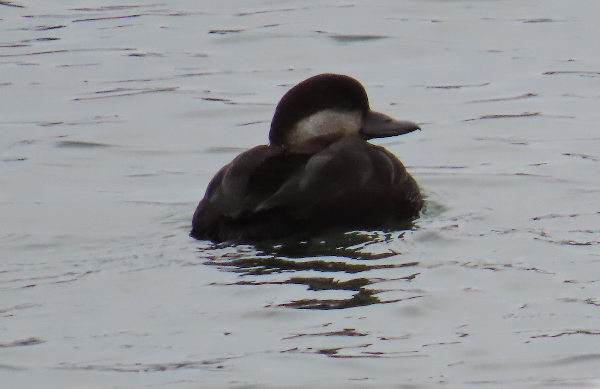 turpan žlutozobý - ML645245323