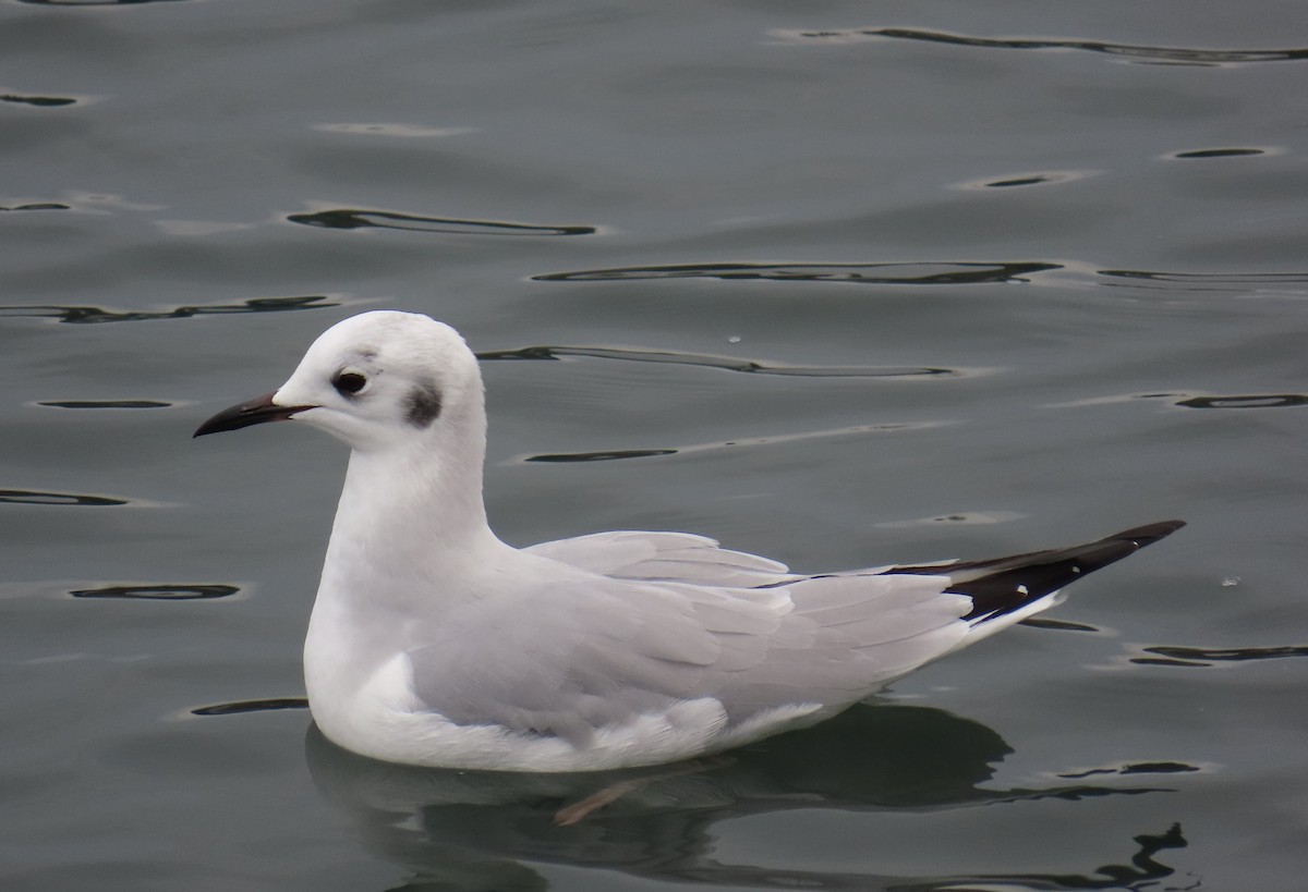 ボナパルトカモメ - ML645245333