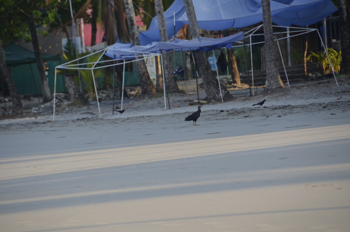 Black Vulture - ML645245356