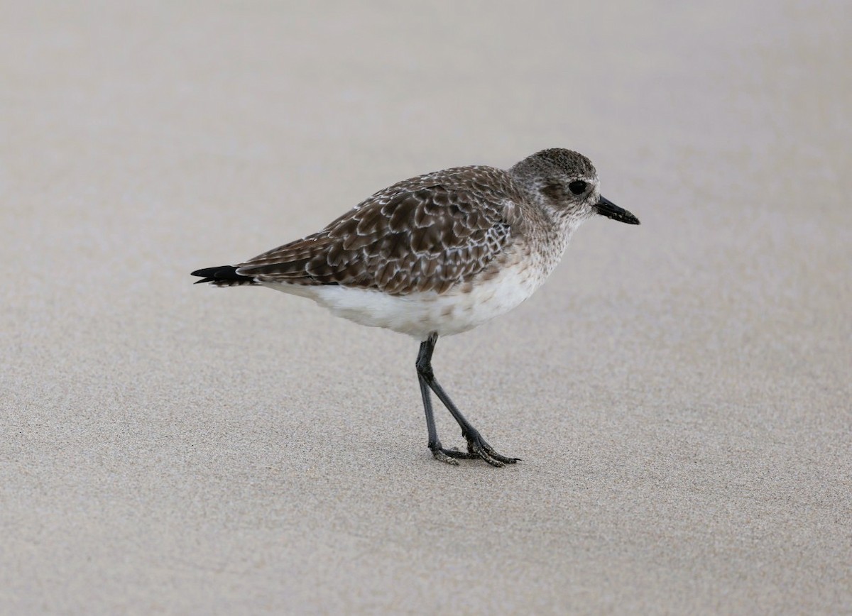 ダイゼン - ML645245359