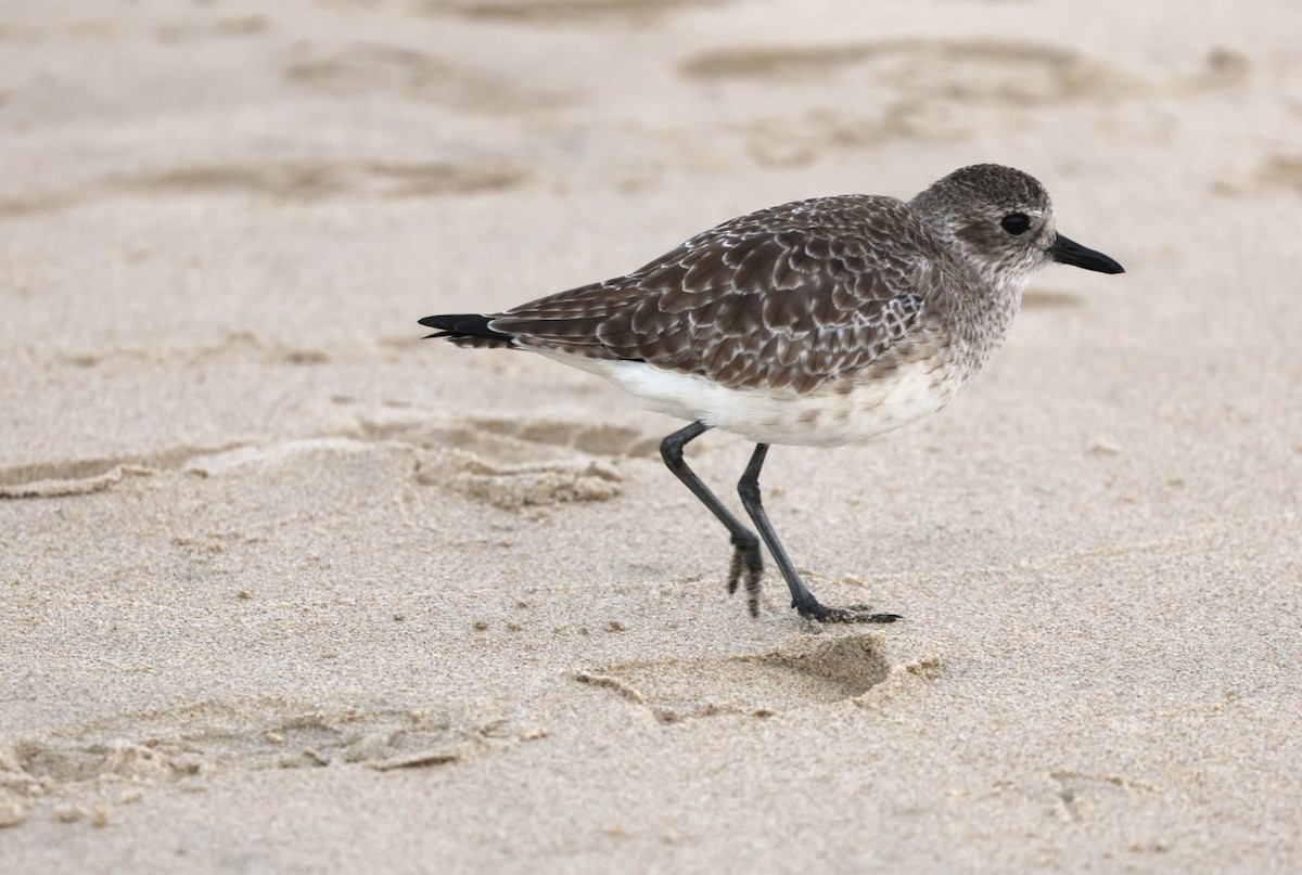 ダイゼン - ML645245360