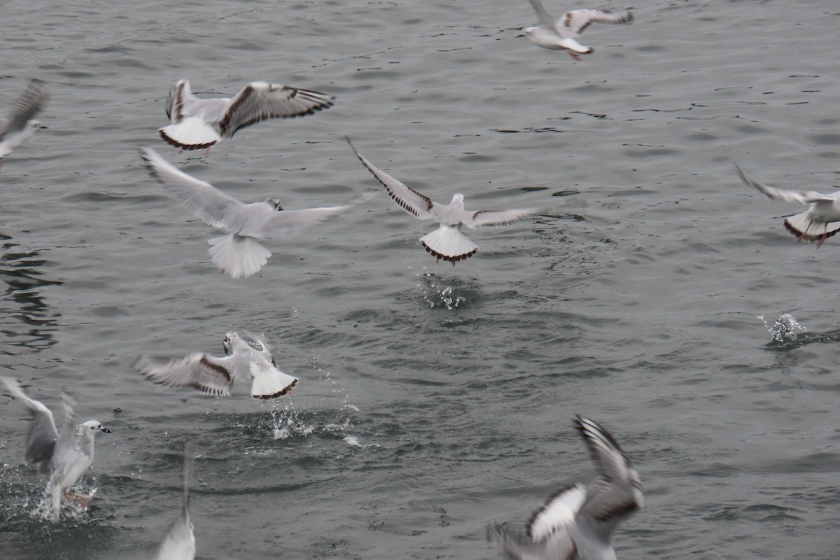 ボナパルトカモメ - ML645245363