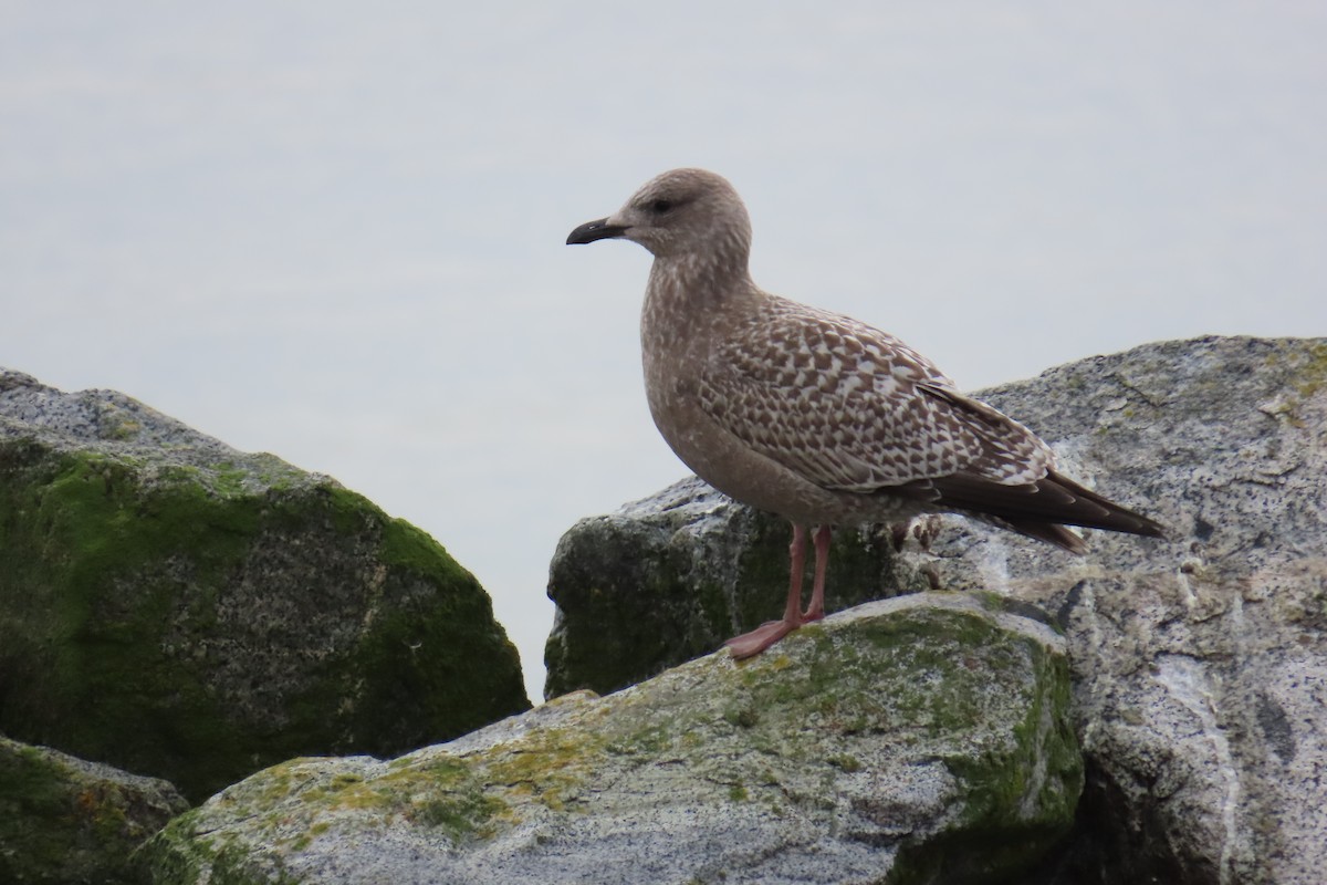アイスランドカモメ（亜種 カナダカモメ） - ML645245365