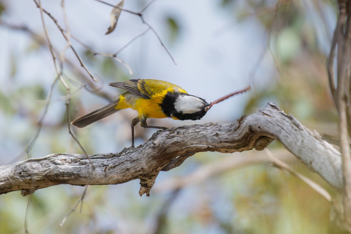 Siffleur doré (fuliginosa/occidentalis) - ML645245379