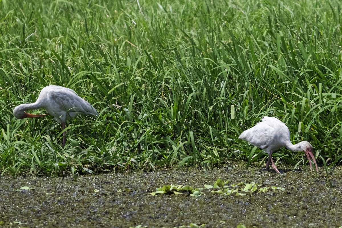 Ak Aynak - ML645245387