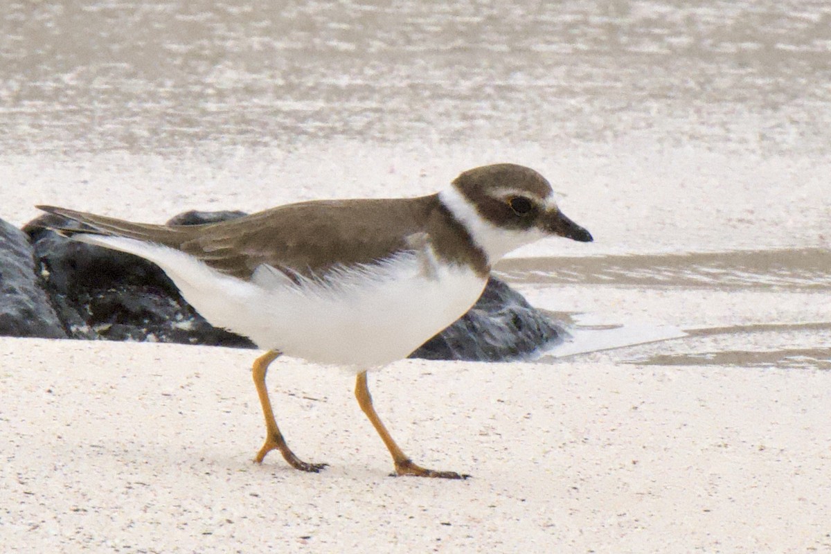 Pluvier semipalmé - ML645245393