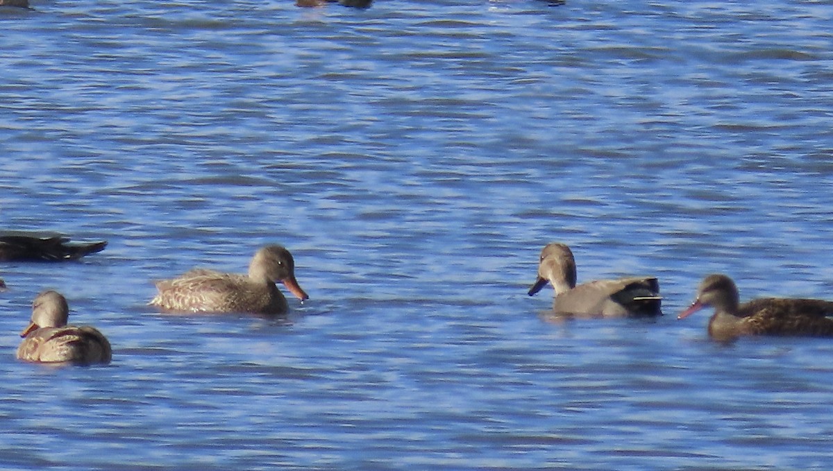 Canard chipeau - ML645245398