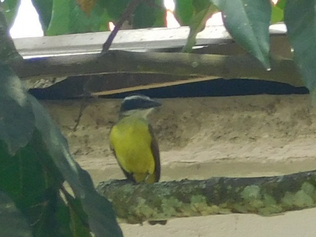 Tyran quiquivi - ML645245401