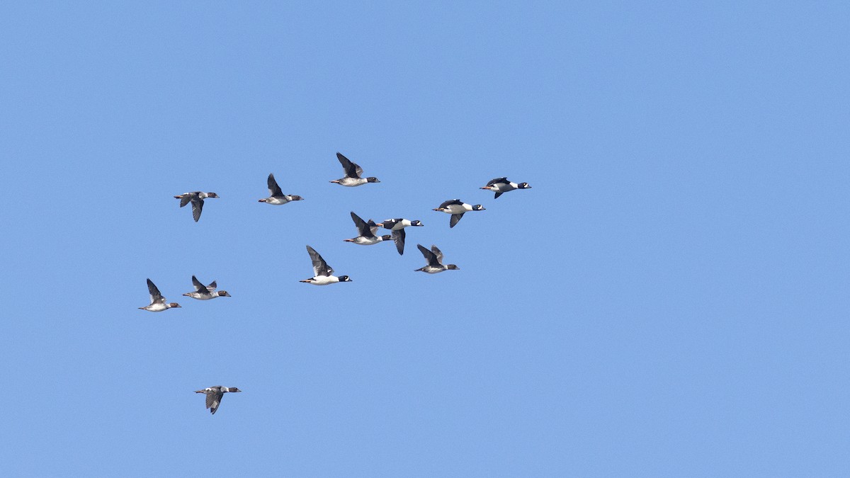 Garrot d'Islande - ML645245402