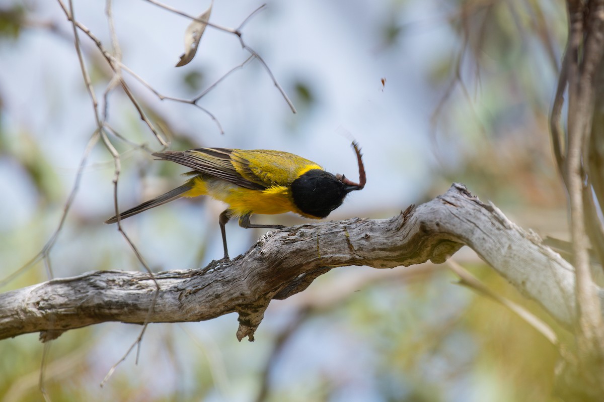 Siffleur doré (fuliginosa/occidentalis) - ML645245403