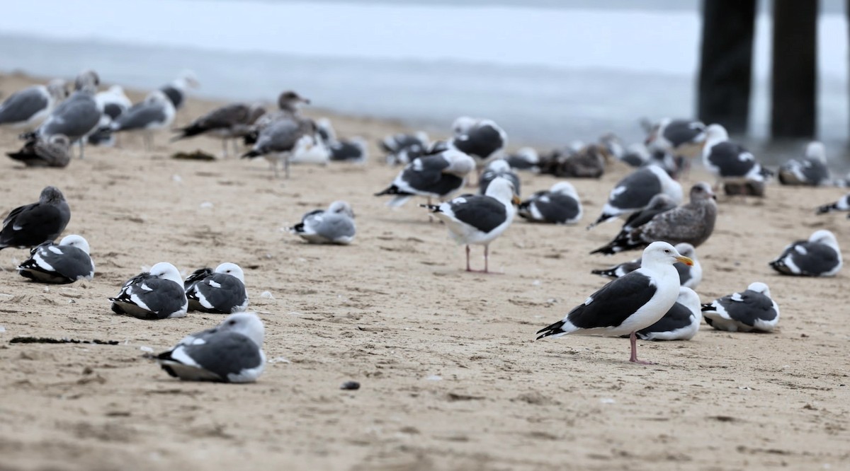 Goéland d'Audubon - ML645245405