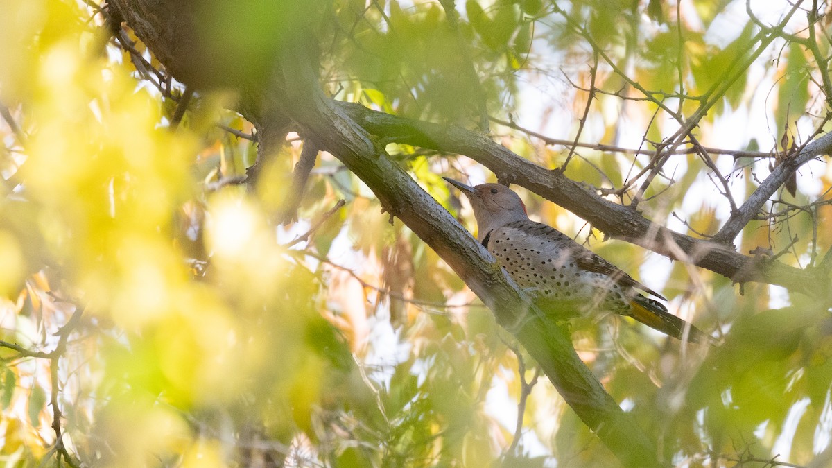 Pic flamboyant (auratus/luteus) - ML645245407