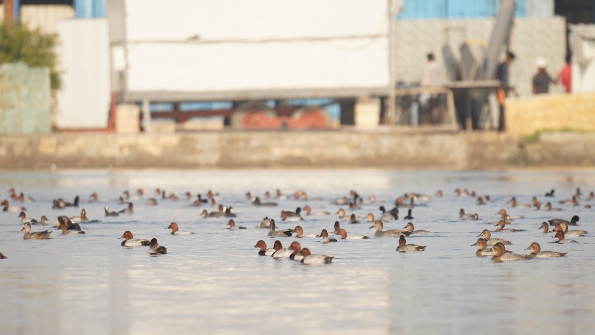 Fuligule milouin - ML645245411