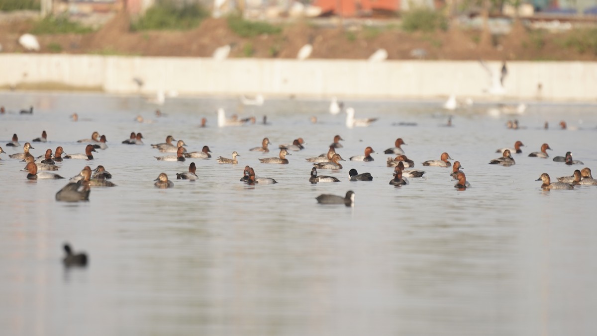 Fuligule milouin - ML645245412