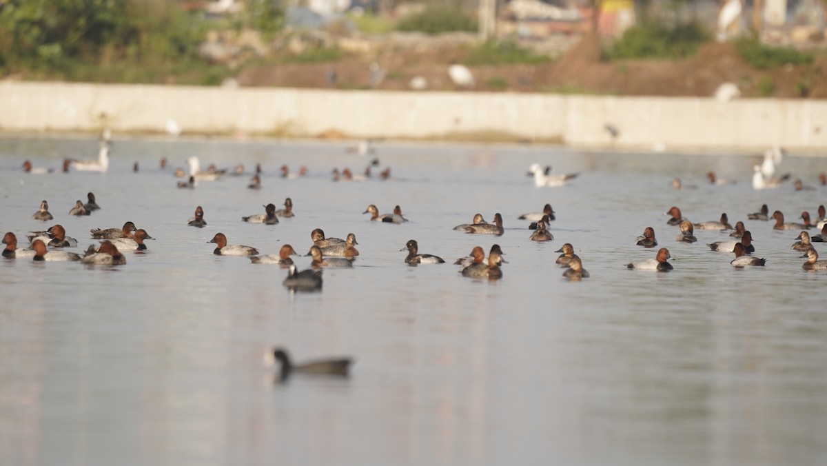 Fuligule milouin - ML645245413