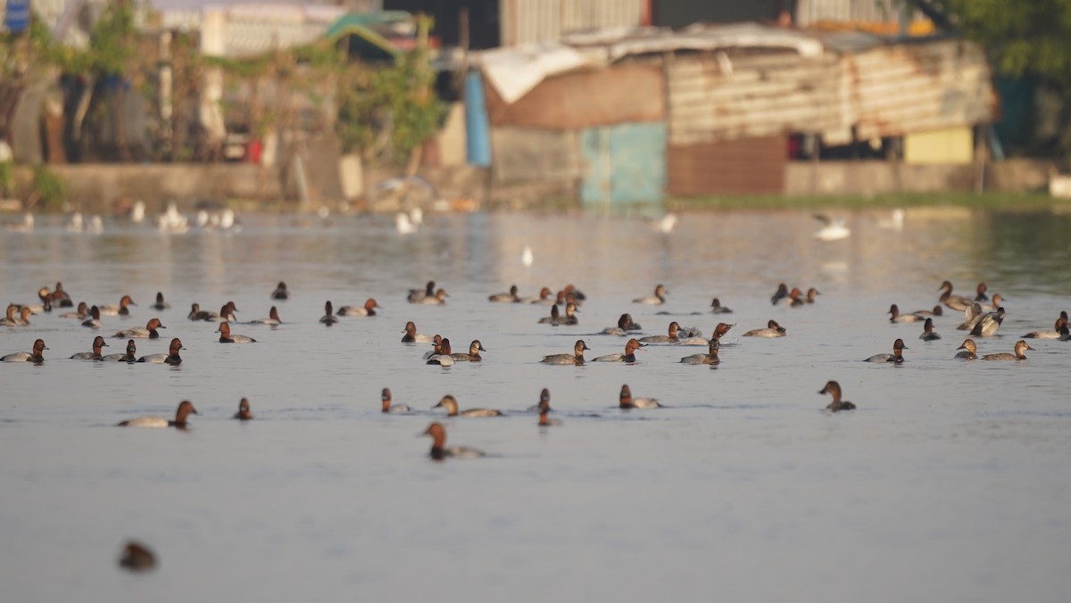 Fuligule milouin - ML645245414