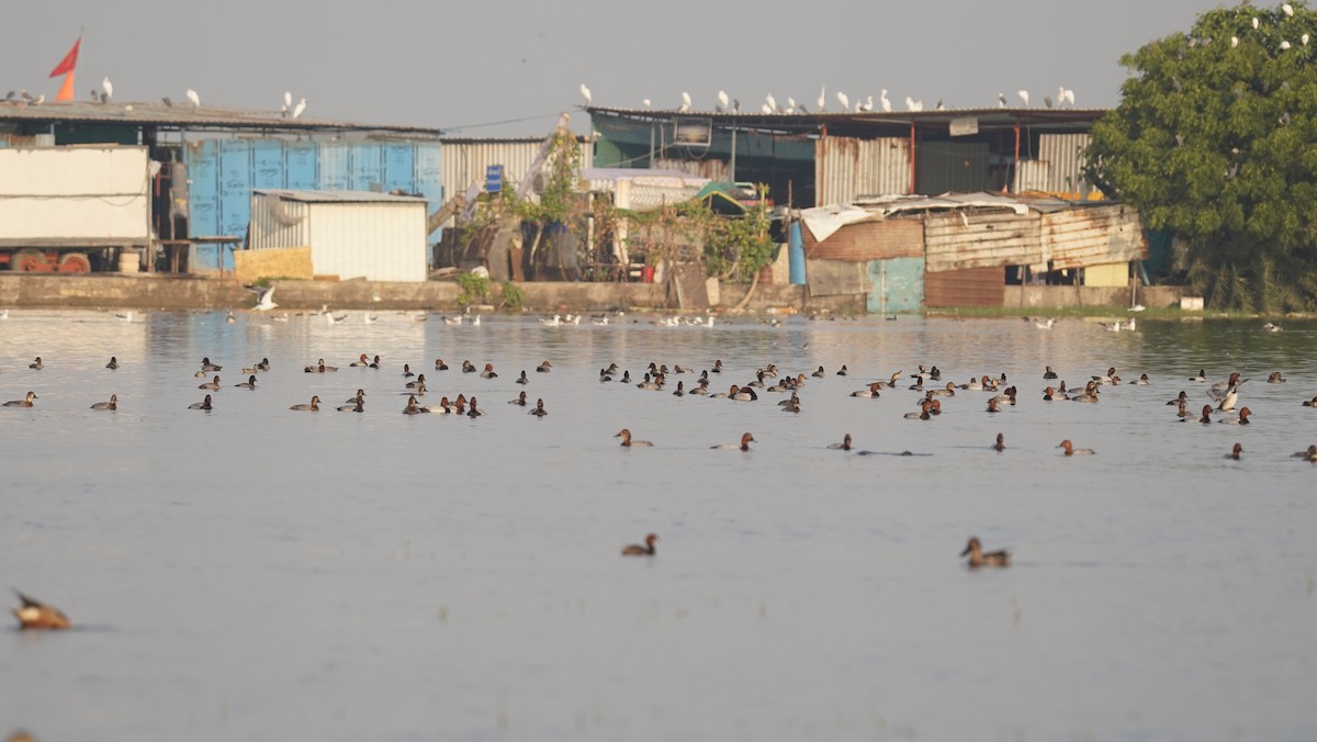 Fuligule milouin - ML645245415