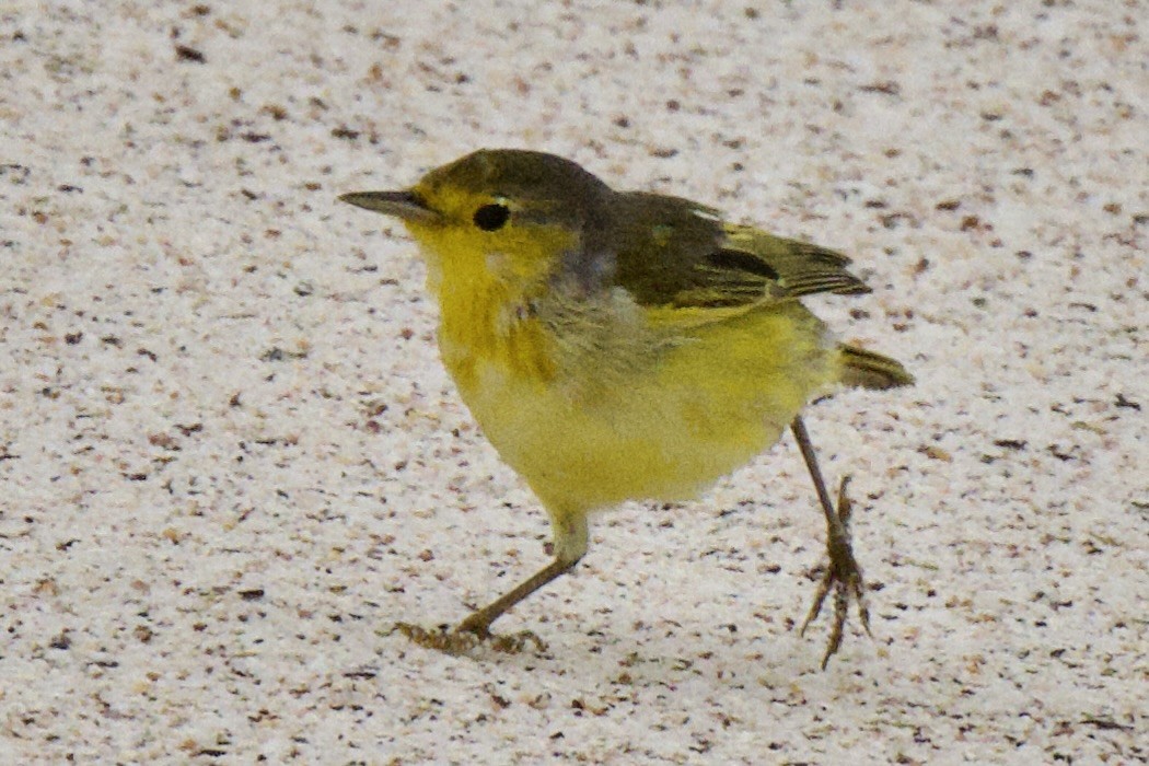 Paruline des mangroves - ML645245417