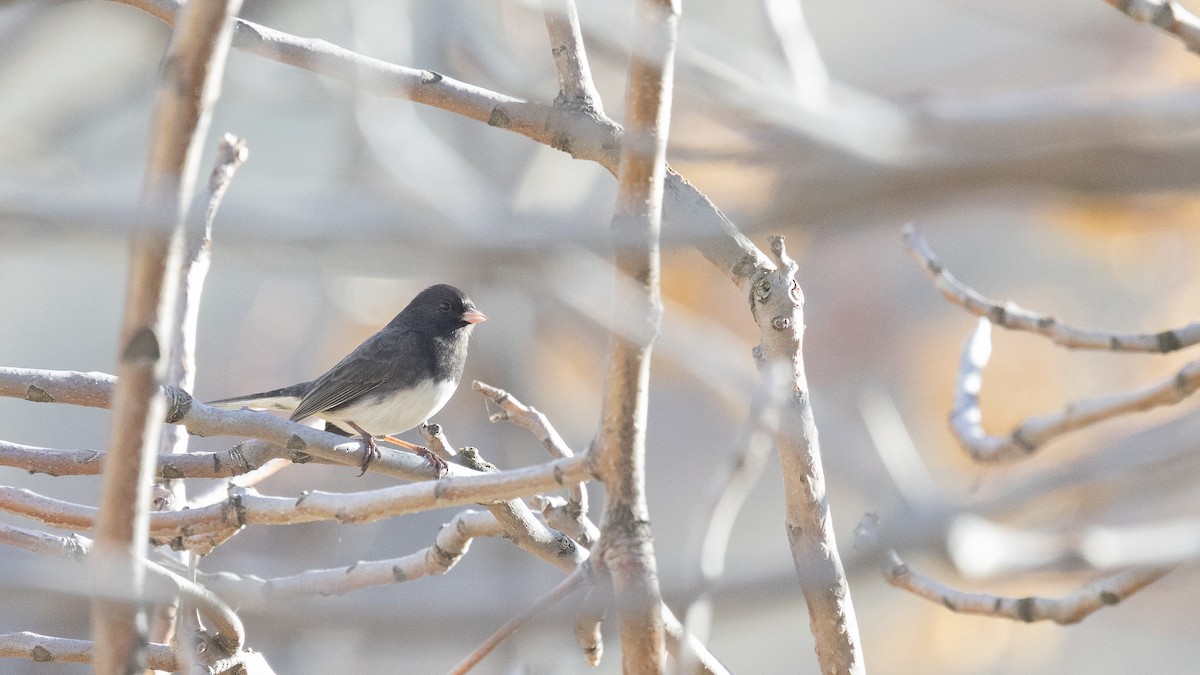 Junco ardoisé (hyemalis/carolinensis) - ML645245418