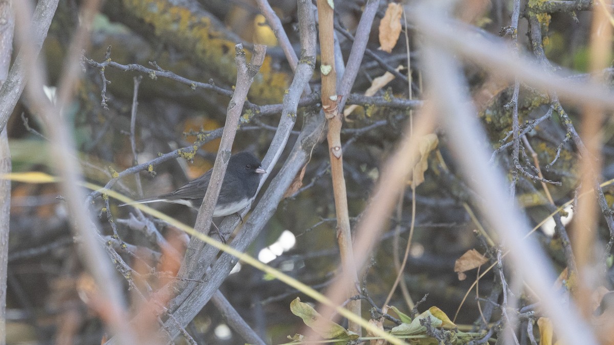 Junco ardoisé (hyemalis/carolinensis) - ML645245419