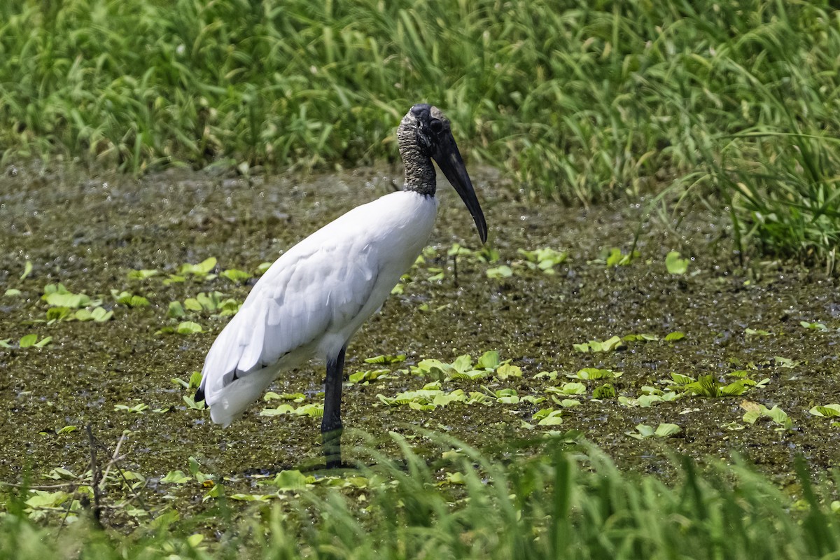 Tantale d'Amérique - ML645245420