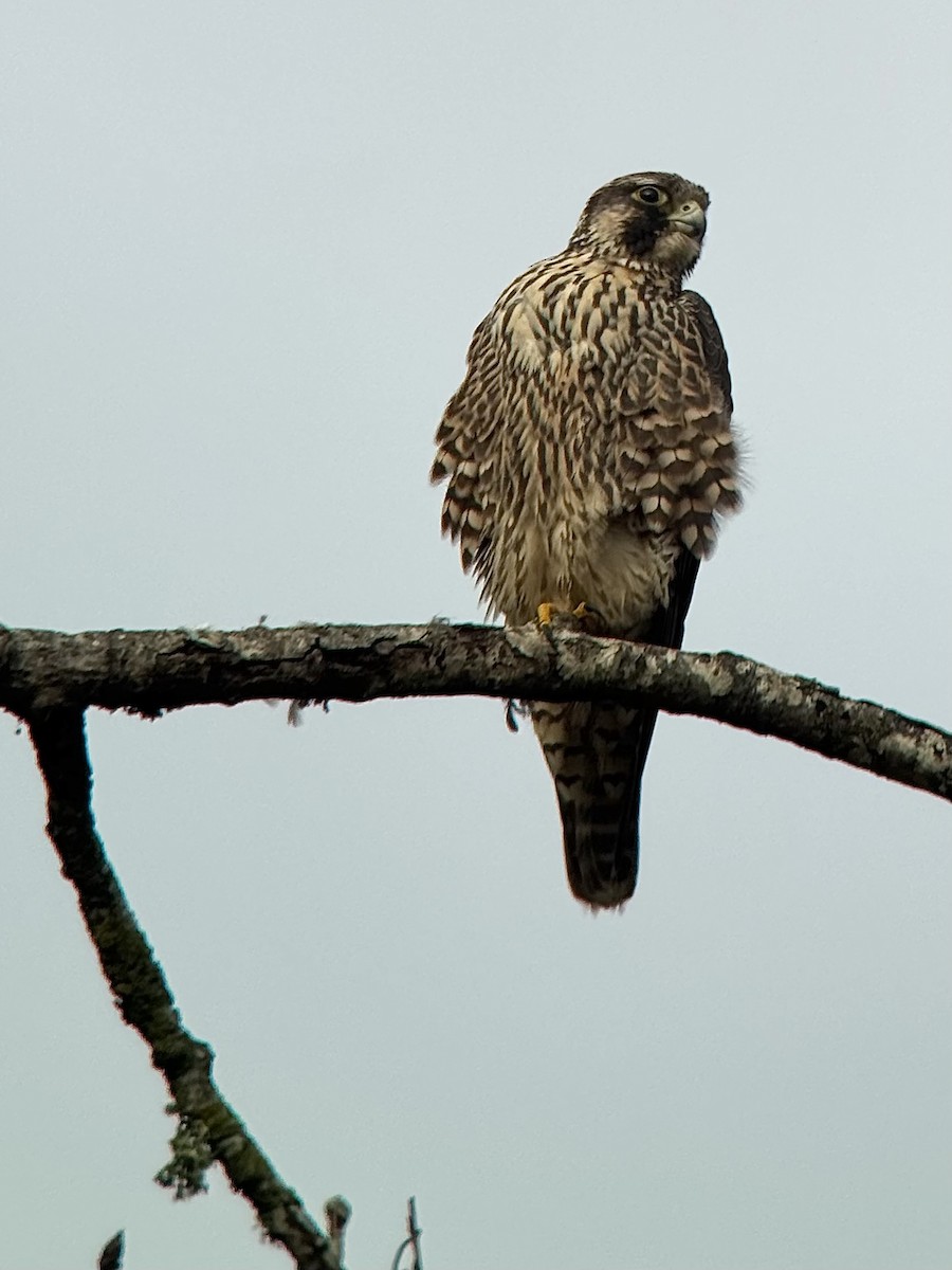 Faucon pèlerin - ML645245421