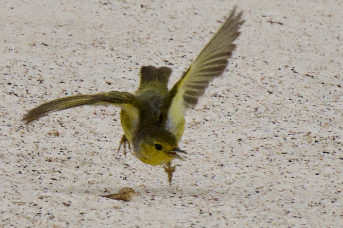 Paruline des mangroves - ML645245423