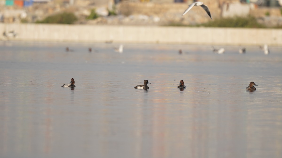 Fuligule morillon - ML645245428