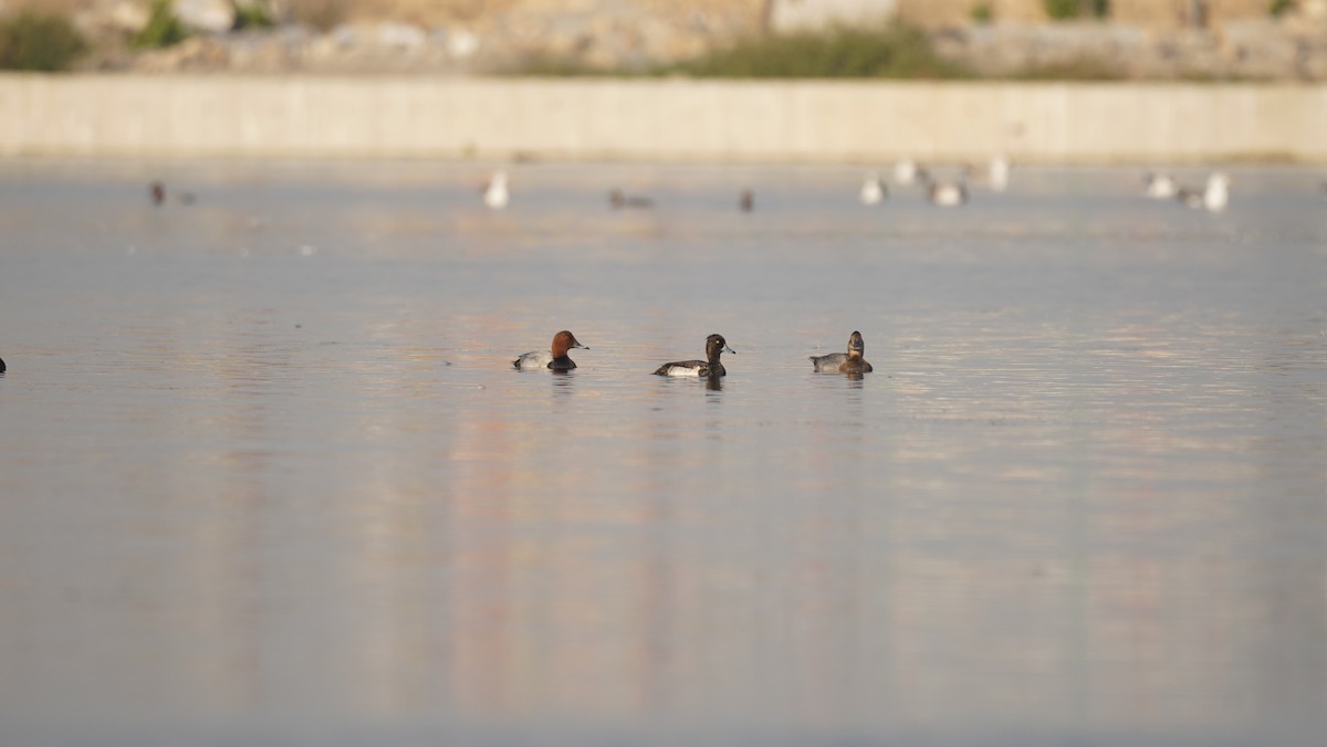 Fuligule morillon - ML645245429