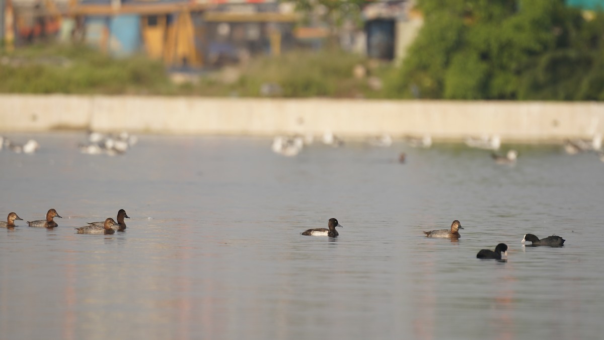 Fuligule morillon - ML645245430