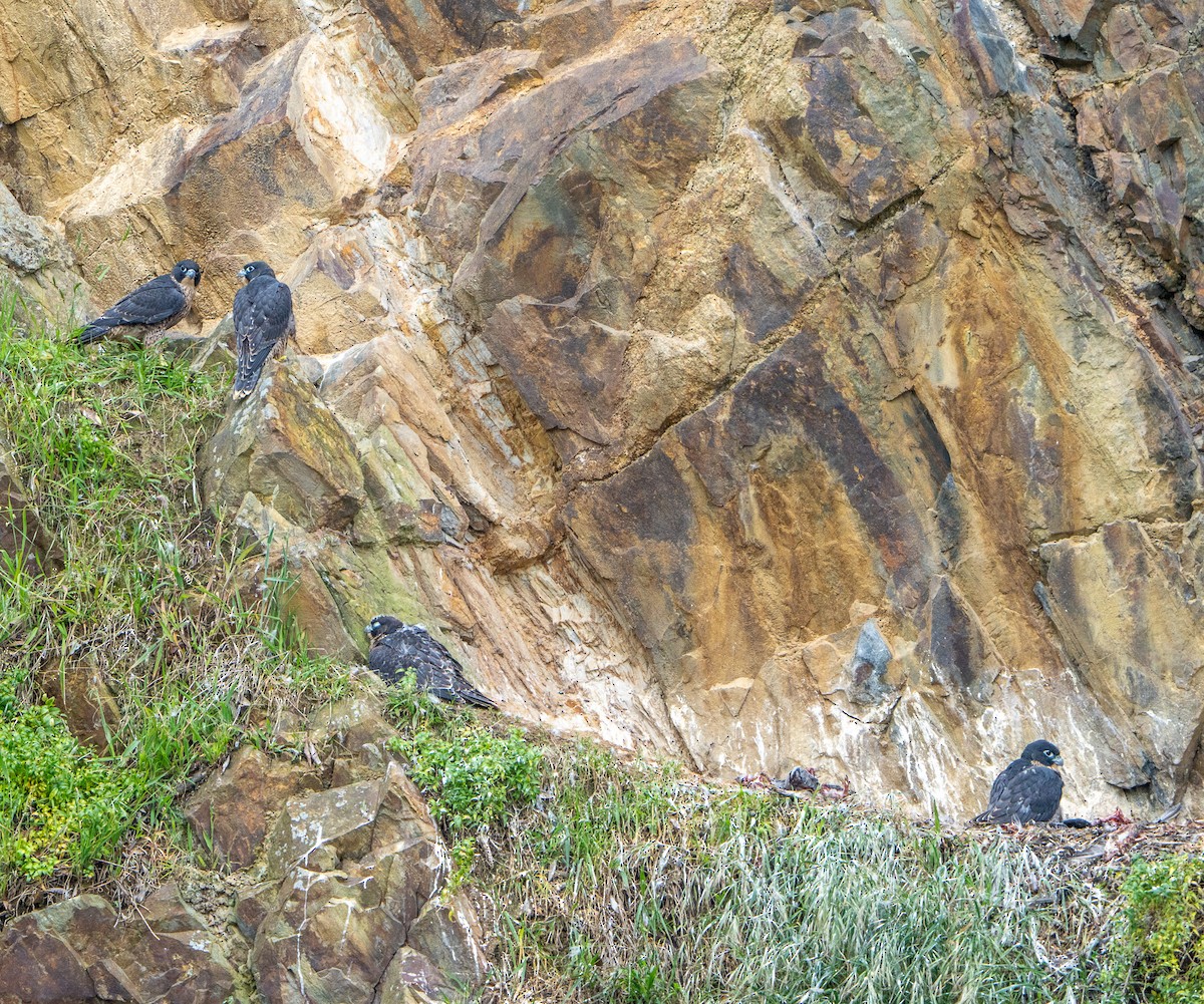 Faucon pèlerin - ML645245432