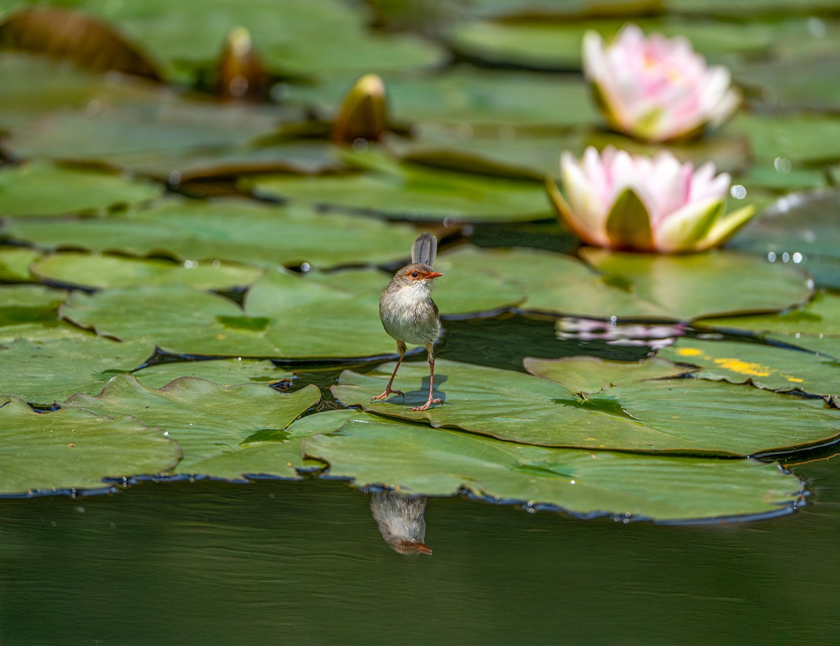 Mérion superbe - ML645245436