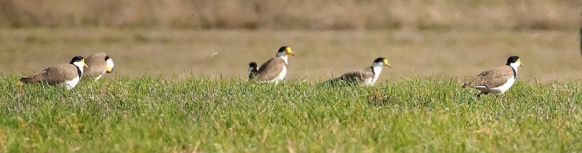 Masked Lapwing (Black-shouldered) - ML645245468