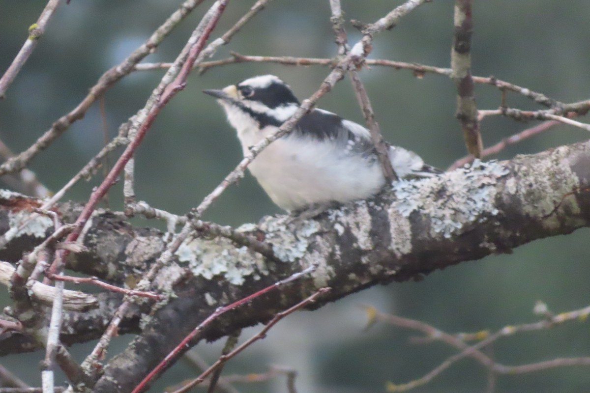 Downy Woodpecker - ML645245471